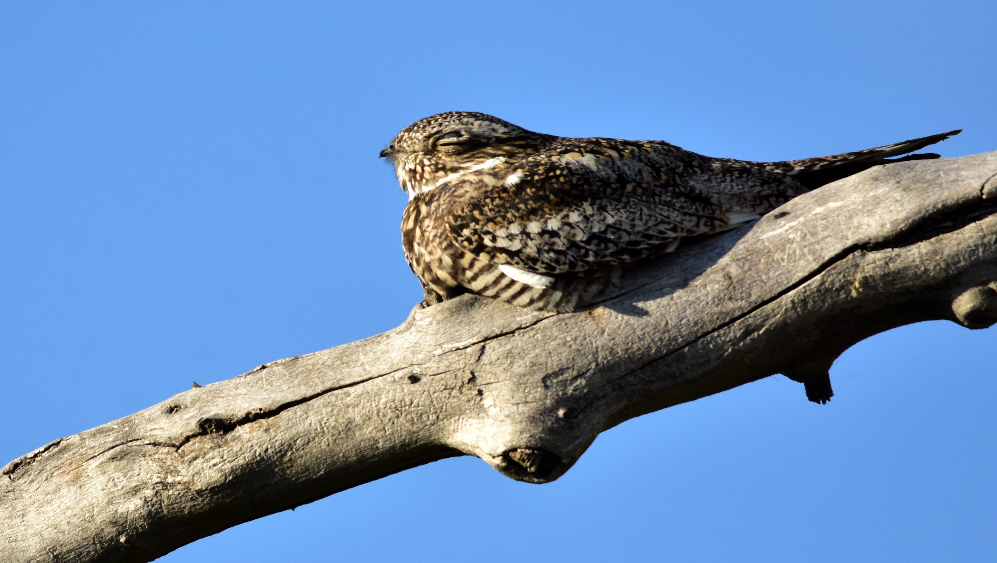 Nature & You: Inner-city parking lots perfect spot for goatsucker birds