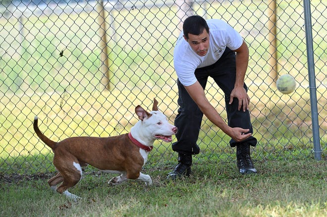Chris Lipps, a kennel tech, plays with a dog at Sumter County Animal Services in Lake Panasoffkee on Sept. 2, 2014. [Daily Commercial file]