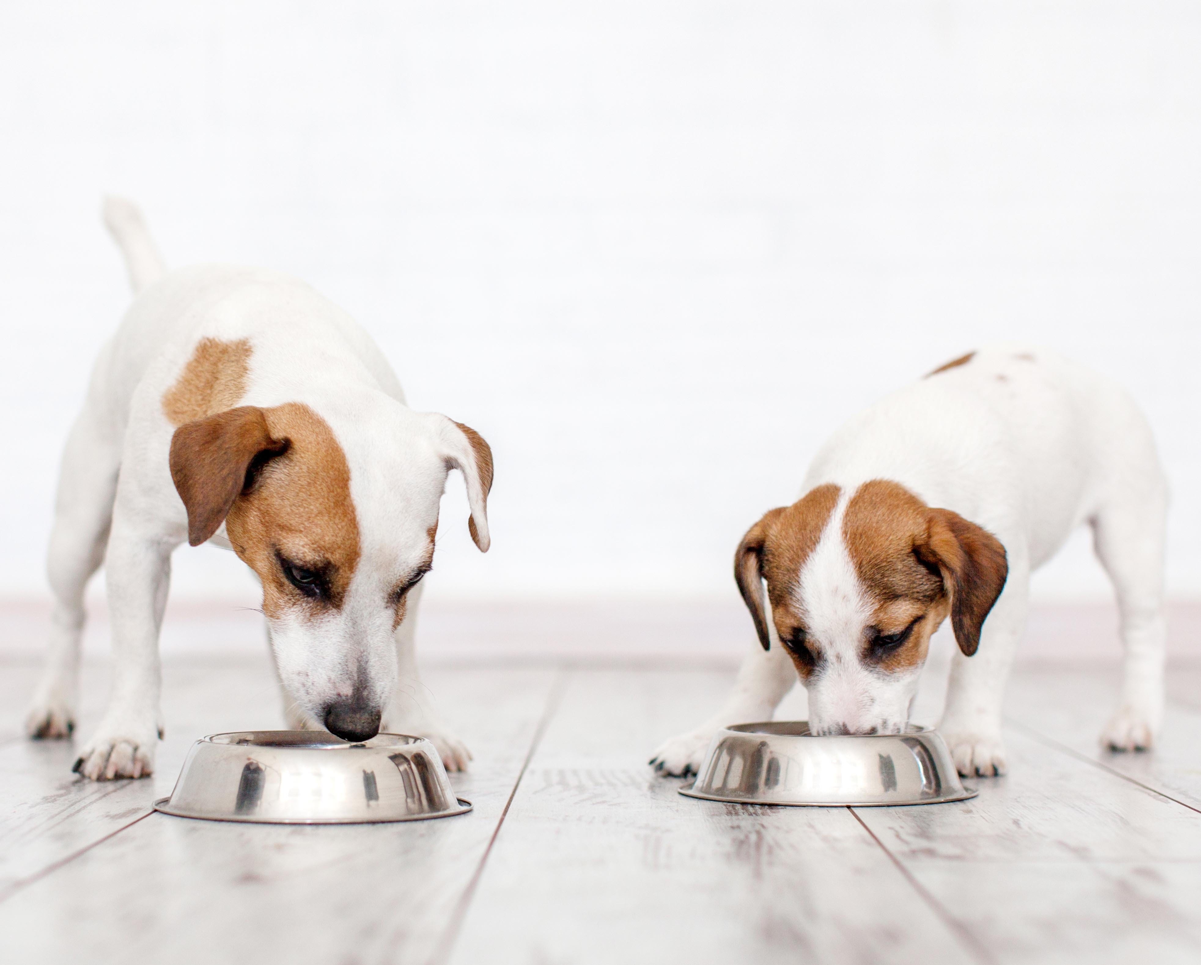 Can your dogs eat yogurt? Check with your vet