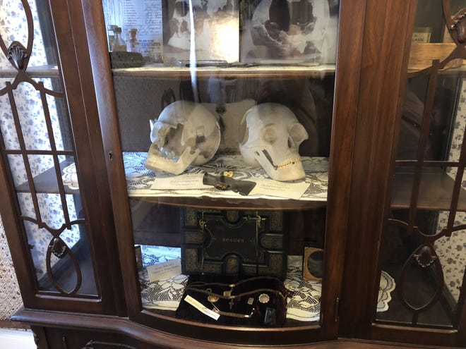Replica skulls of Mr. and Mrs. Borden are kept in a cabinet at the Borden House on Second Street. [Herald News Photo | Kaela Resendes]