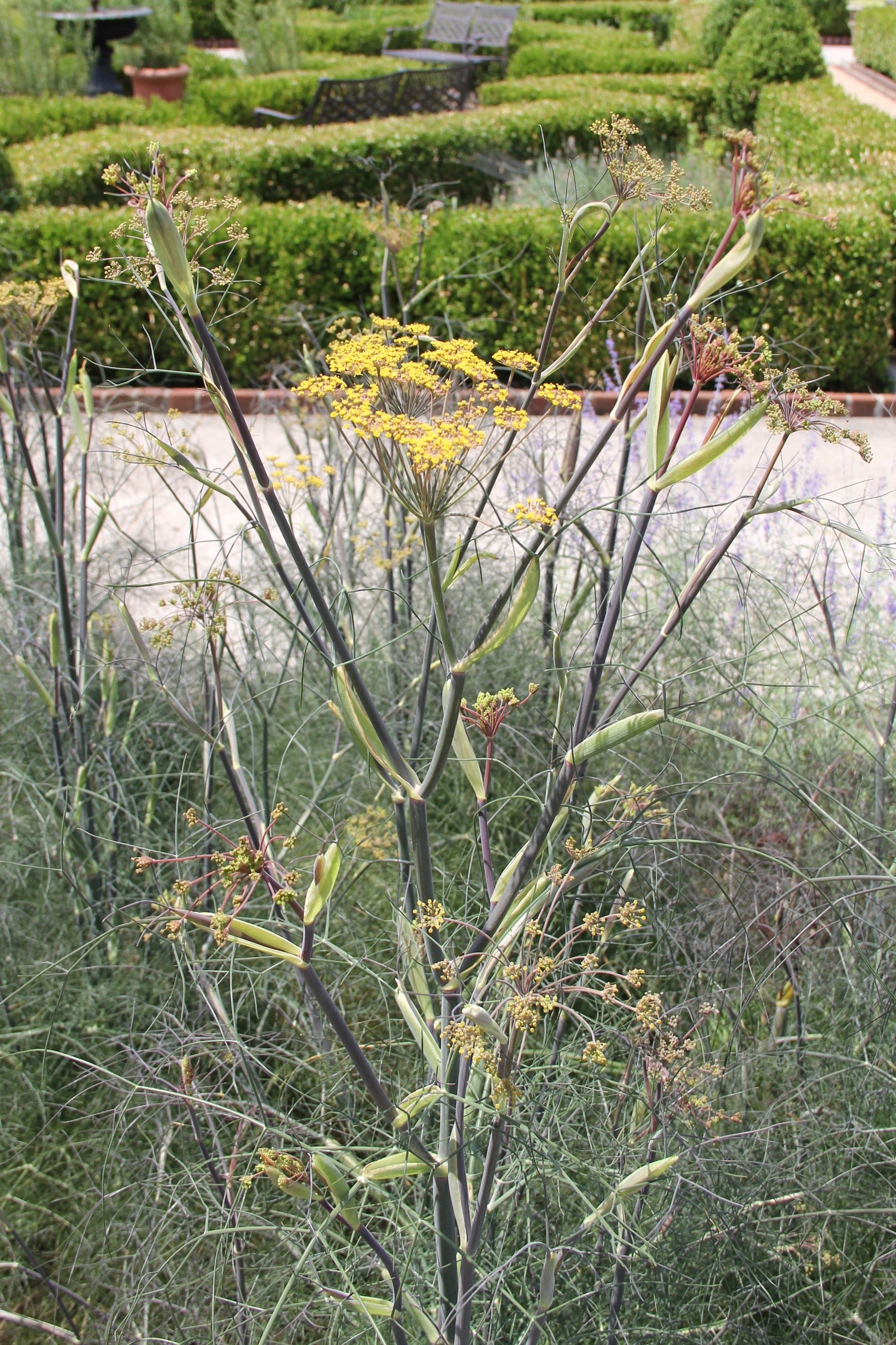 Plant primer Bronze fennel, smokey fennel