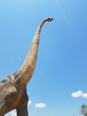An full-scale Brachiosaurus rises high above the Kansas plains at the new Field Station: Dinosaurs attraction in Derby, a suburb of Wichita. [Photo by Brandy McDonnell, The Oklahoman]