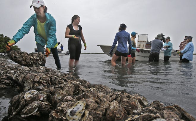 University of Central Florida students and faculty work to place shell bags along the shoreline of Mosquito Lagoon on May 20. UCF professor Linda Walters and her students and partners have worked on the project to stablize shorelines in the lagoon system by creating living shorelines for more than a decade. [Nigel Cook/Daytona Beach News-Journal]