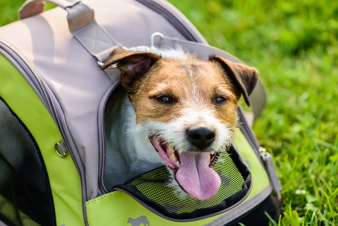 Do your upcoming travel plans include pets? Whether you’re flying to an exciting destination or hitting the road, these suggestions can make the journey easier for animals and humans alike. [Statepoint]