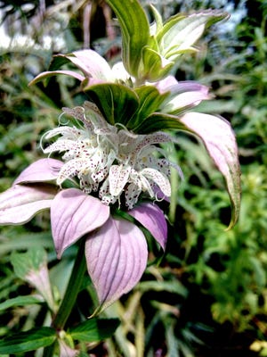 This spotted bee balm or horsemint plant is from the garden of Martha Ross in New Smyrna Beach.