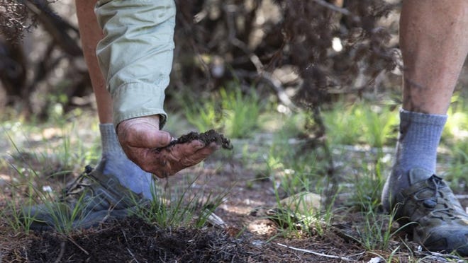 Ecologist David Mahler, who oversees native plant restoration at Spicewood Ranch in Burnet County, examines soil quality in June. The ranch won a 2018 Lone Star Land Steward award from Texas Parks and Wildlife Department for its restoration and management of native plant species and their habitats. LYNDA M. GONZALEZ / AMERICAN-STATESMAN