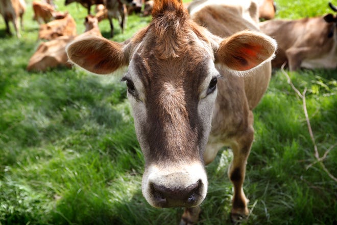 In this May 8, 2018, photo, a Jersey cow feeds in a field on the Francis Thicke organic dairy farm in Fairfield, Iowa. Small family operated organic dairy farms with cows freely grazing on verdant pastures are going out of business while large confined animal operations with thousands of animals lined up in assembly-line fashion are expanding. Many traditional small-scale organic farmers are fighting to stay in business by appealing to consumers to look closely at the organic milk they buy to make sure it comes from a farm that meets the idyllic expectations portrayed on the cartons. (AP Photo/Charlie Neibergall)