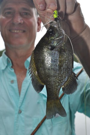 Mike Marsh caught this bluegill at a pond in Columbus County. The fish struck a popping bug cast with a fly rod. [Mike Marsh/For StarNews]