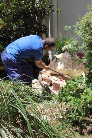 There are numerous reasons to remove a tree stump from your yard. [Geoff S/morgueFile]