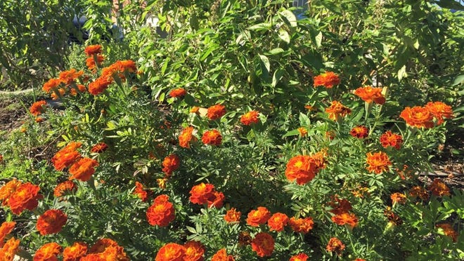 Plant marigolds to keep the mosquitoes away from your yard. Contributed by Sustainable Food Center