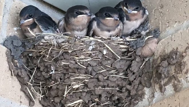 A nest of Barn Swallows found outside the Bastrop Police Department in July.CONTRIBUTED PHOTO