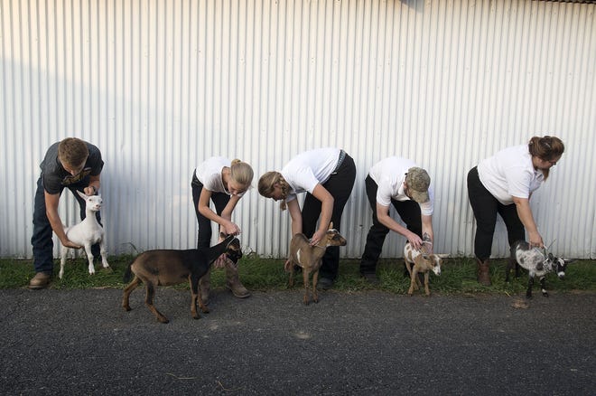 Handlers get a group of Nigerian dwarf goats in position to be shown on the first night of the Big Knob Fair last year. [Sally Maxson/BCT staff file]