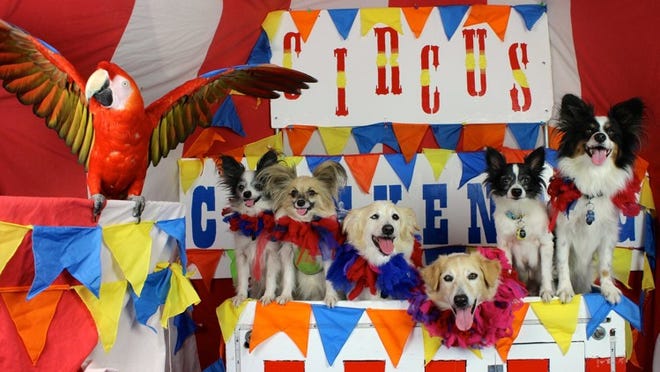 Circus Chickendog will perform “The Wizard of DOGZ” with six rescue dogs and a talking macaw, led by Darren Peterson, former circus professional. Contributed