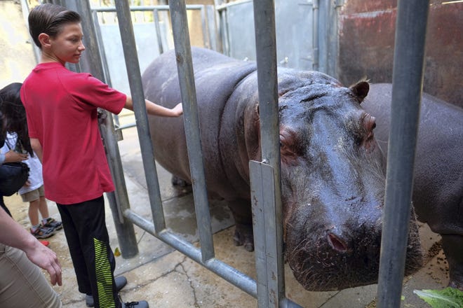 FILE - In this Feb. 12, 2016 file photo, a young visitor gets a close up view of Mara, a 12-year-old hippopotamus at the Los Angeles Zoo. Police are investigating after a video shows a man spanking a hippopotamus at the Los Angeles Zoo. The video shows the man crossing a railing last week and sneaking up on two hippos, Rosie and Mara. He smacks Rosie on the rear and her mother lifts her head as the man runs off and raises his arms in gesture of victory. [AP Photo/Richard Vogel, File]