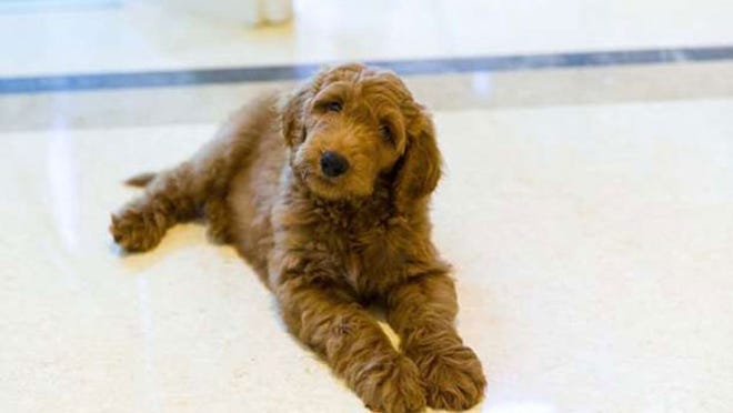 Patton, Lois Pope’s 9-week-old goldendoodle, might become the future first family’s first dog. Photo by CAPEHART, Courtesy of Lois Pope
