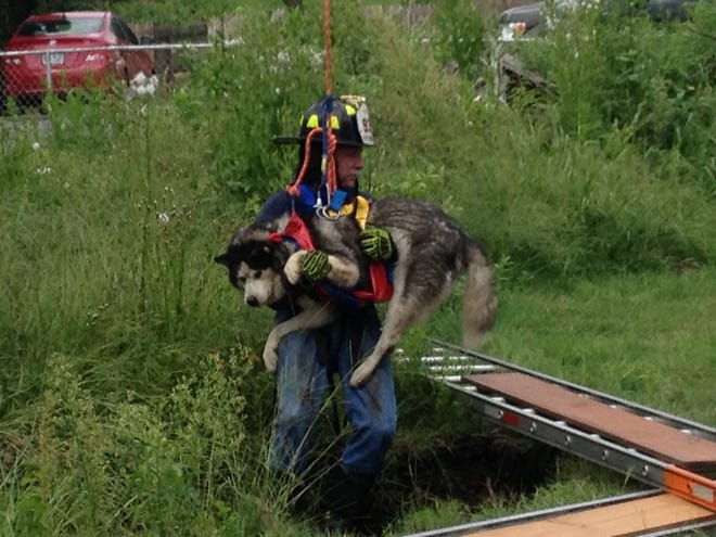 CONTRIBUTED - A firefighter in Old Forge, Pa. rescues a 14-year-old Husky named Damon after the dog had fallen into a sinkhole. (Ladder Company 93 - Old Forge Fire Department)