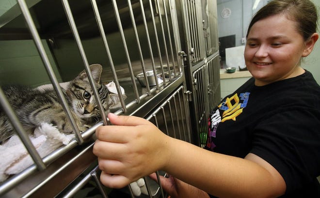 Caitlin Bond checks out a kitten July 21 at the Gaston County Animal Care and Enforcement shelter in Dallas. [MIKE HENSDILL/THE GASTON GAZETTE]