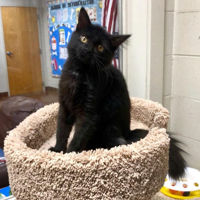 FALCOR (ID#A101581) is a 15-weel-old male, black and gray Domestic Shorthair. He has been at the shelter since July 02.