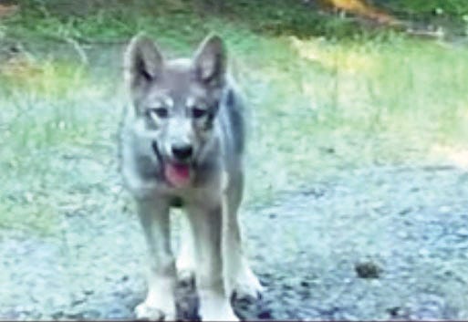 OR-7's pup caught on a trail camera in July.
