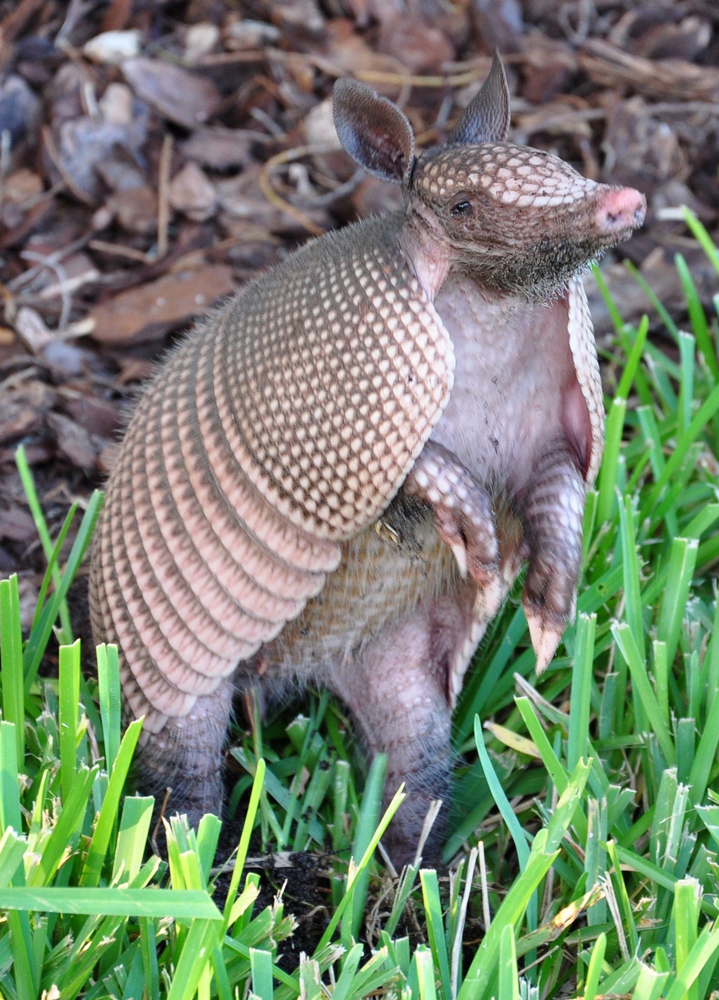 How to deal with common digging pests in yards How to deal with common digging pests in yards