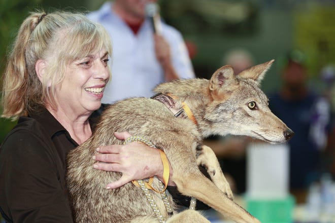 Wildlife Education Coordinator Lori Stahlman shows a coyote to audience members at the Finger Lakes Wildlife Expo and Fair on Saturday.

[Melody Burri for Messenger Post Media]