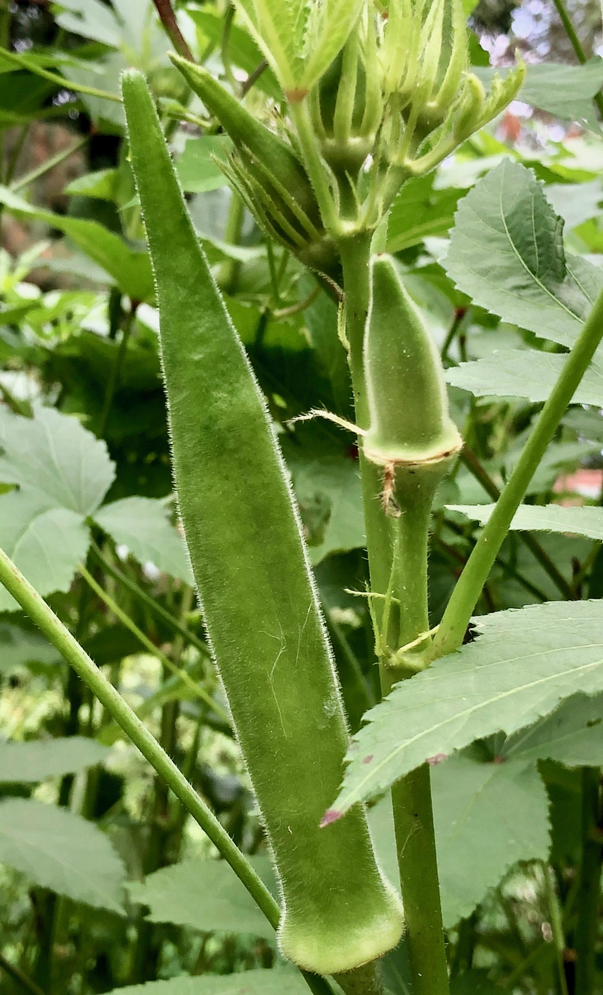 Roger Mercer: Okra plants are thriving in rain, humidity