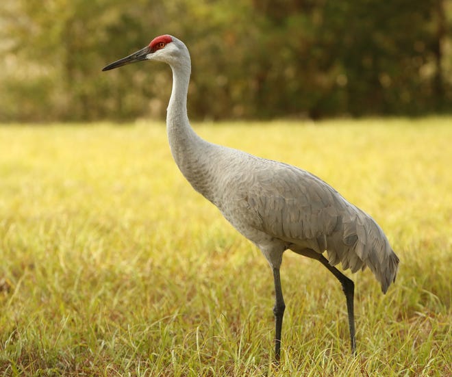 A sandhill crane stands in the browning grass near Kanapaha Prairie in 2017. A University of Florida research unit killed more than 150 birds in the past 10 years, according to U.S. Fish and Wildlife Service documents. The bird is designated by the state as a threatened species. The practice has ended. [Brad McClenny/Gatehouse Media File]