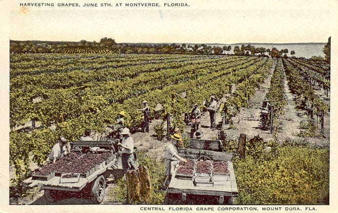 Workers harvest grapes in Montverde. Grapes have been in Lake County for more than a century. [Submitted]