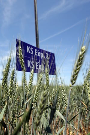 KS Exp. 1 and KS Exp. 2 are two of the varieties of wheat grown in the test plots near Haven this spring. The wheat genome representation will allow for faster, more accurate breeding of new varieties. [Travis Morisse/HutchNews]

KS Exp. 1 and KS Exp. 2 are two of the varieties of wheat grown in the test plots near Haven this spring. The wheat genome representation will allow for faster, more accurate breeding of new varieties. [Travis Morisse/HutchNews]