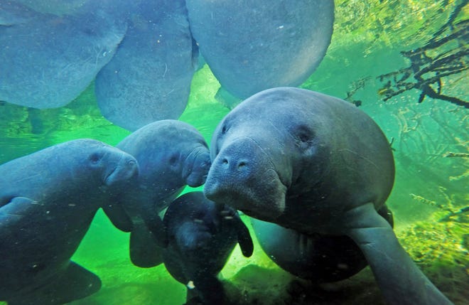 FILE - In this Dec. 11, 2017 file photo, manatees swim with their calves at Blue Spring State Park in Orange City, Fla. According to Florida wildlife officials, there have been more manatee deaths so far in 2018 than all of last year. A total of 540 manatees have died through Aug. 12, whereas 538 died in 2017. Experts blame a cold snap at the beginning of the year and the toxic red tide algae in the Gulf of Mexico for the fatalities. About 100 deaths are blamed on red tide. (Red Huber/Orlando Sentinel via AP, File)