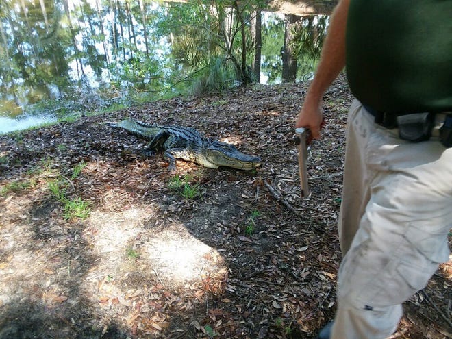 This photo provided by Thomas DiMaio shows an alligator that was shot by authorities Monday on Hilton Head after it attacked and killed a woman walking her dog. [Thomas DiMaio via AP]