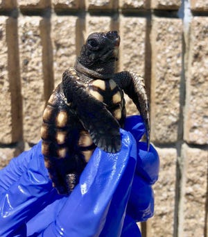 Admiral is a loggerhead sea turtle found as a hatchling in a wastebasket at the Admiral's Inn on Tybee Island. She now resides at the Tybee Island Marine Science Center. [Photo courtesy of Tybee Island Marine Science Center]