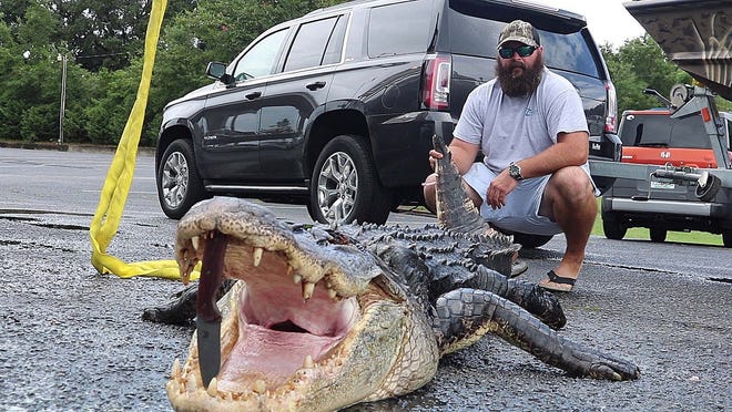 This 12-foot-3 gator will likely be among the biggest killed in the state this year. [SUBMITTED PHOTO/LAND AND SEA CHARTERS]