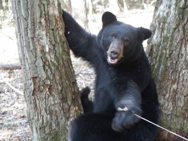 Bear trap called inhumane by animal activists