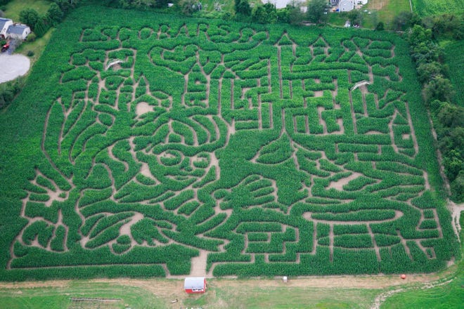 Get lost at the Escobar Farm labyrinth, opening Aug. 31. [Courtesy photo]