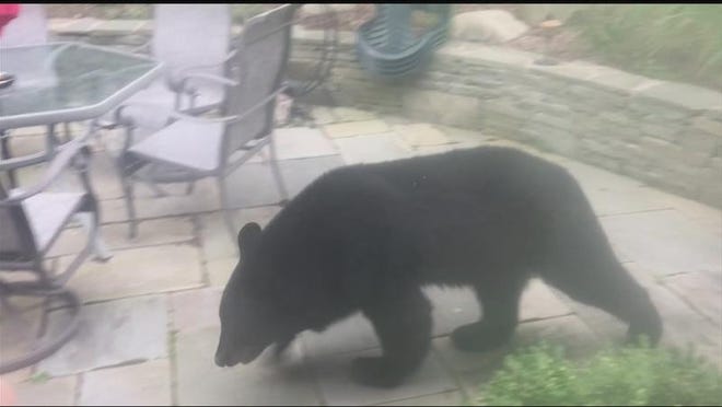 Here's what Don Bombace of Bristol saw outside his window earlier in the week.

[NEWS 10NBC]