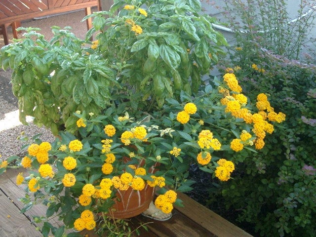 This container is overflowing with 'Lucky Pot of Gold' Lantana and Genovese Basil on deck's edge. [Submitted photo]