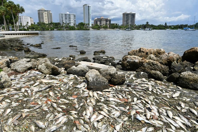 Dead fish are washed up along the shoreline at Bayfront Park in Sarasota on Aug. 21 as a result of a persistent red tide algal bloom in the Gulf of Mexico. [Mike Lang/Sarasota Herald-Tribune]