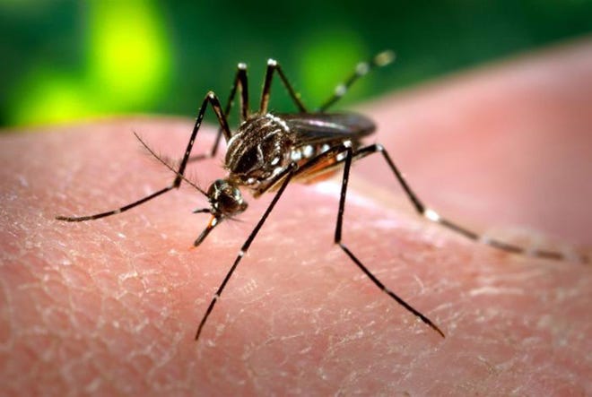 Two mosquitos collected in Concord tested positive for West Nile Virus according to the Massachusetts Department of Public Health on Aug. 16.