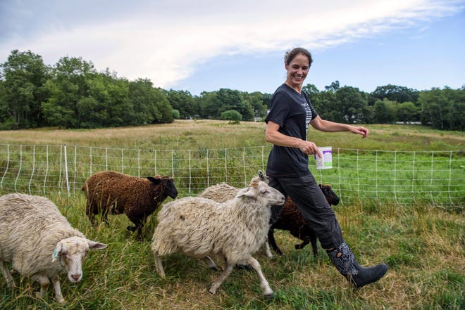 Sheep follow volunteer Holly Muson who is carrying a bucket of food back to their night time enclosure at Rock Meadow Conservation Area in Belmont, Aug. 2, 2018. [Wicked Local photo/Jeff Porter]