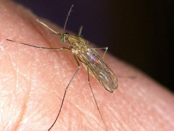 Weymouth and state health officials are urging residents to use mosquito repellant and wear long sleeve clothing while near mosquito breeding areas and between dusk and dawn to avoid contracting West Nile Virus.

[Wicked Local Photo]