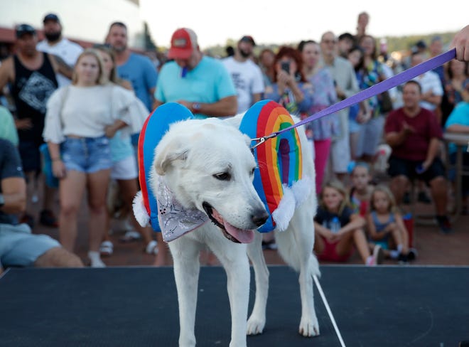 A dog walks on stage in a rainbow costume during Remington Bark at Remington Park. [PHOTO BY SARAH PHIPPS, THE OKLAHOMAN]