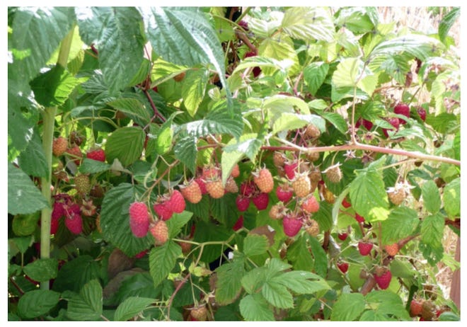 U-Pick Raspberry season is coming up at Wright-Locke Farm. [Courtesy Photo]