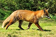 Fox on Presque Isle