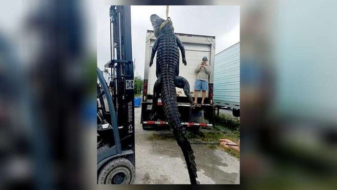 This gator is currently the ninth largest ever killed in the state of Florida. Two Freeport men and 11-year-old Cade Nick fought the 13-foot, 6 3/4-inch gator for hours, losing him initally and then respotting him in shallow water. [CONTRIBUTED PHOTO]