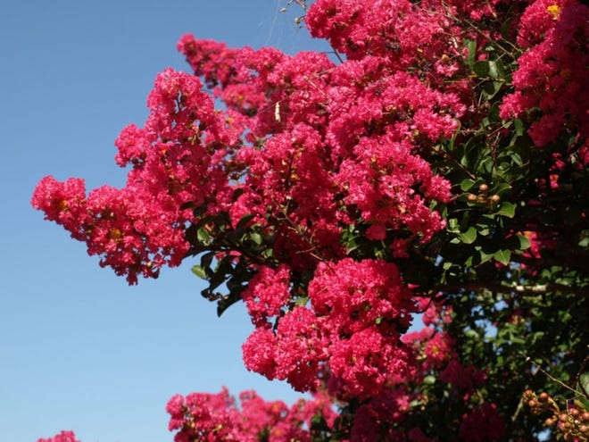 Whether this tree is spelled 'crepemyrtle' or 'crapemyrtle' depends on which part of the country you're standing in. [Submitted photo]
