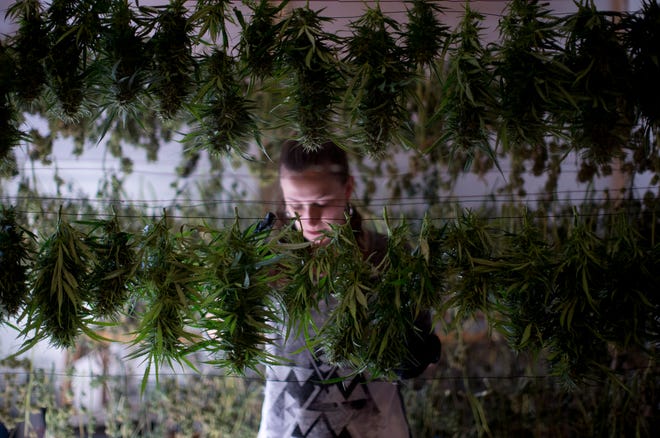 Lauren Silberman hangs marijuana after harvesting at Michael Monarch's marijuana grow in Ashland. [Beth Nakamura/The Oregonian]