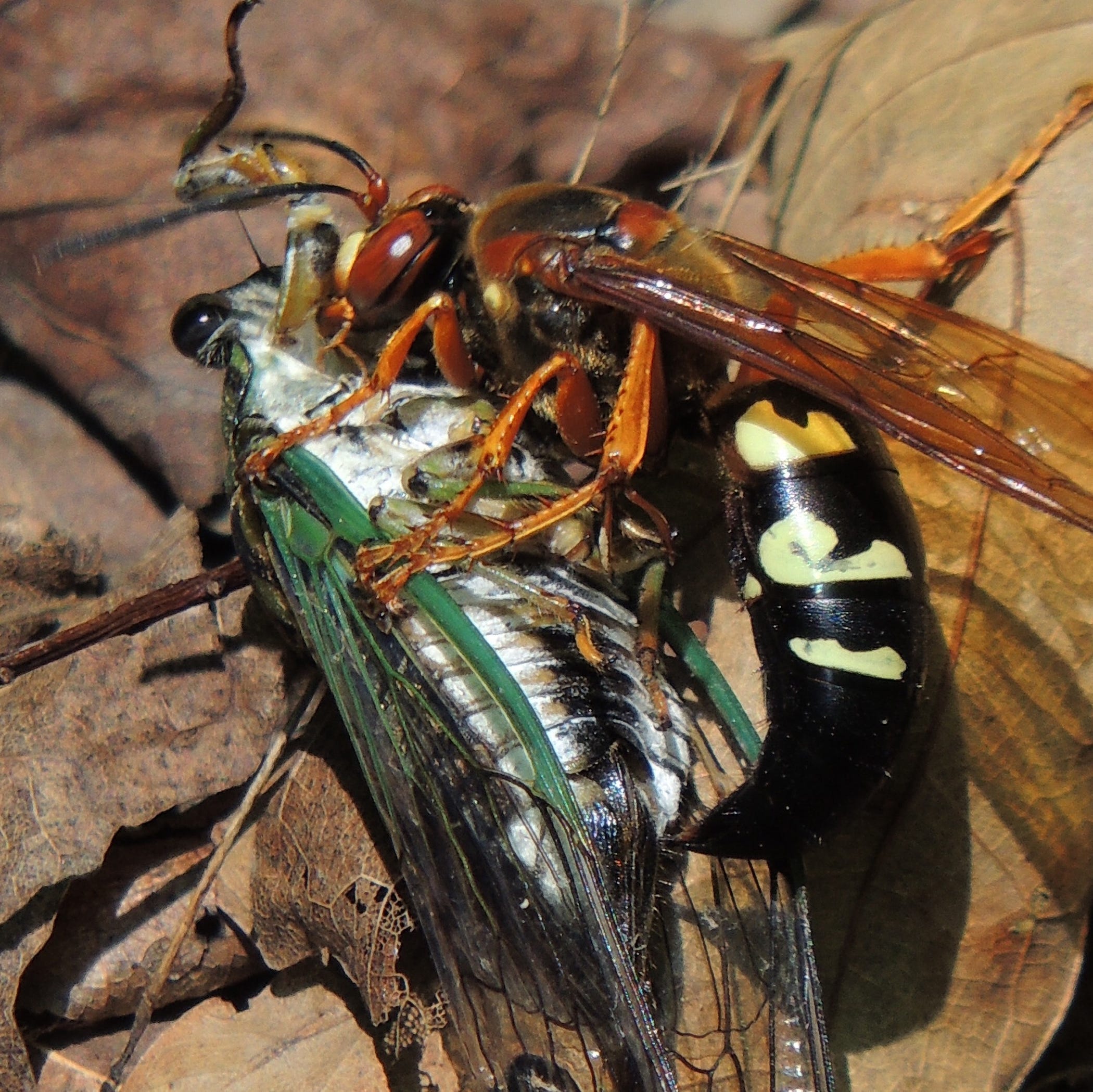 Cicada killers vs. velvet ants