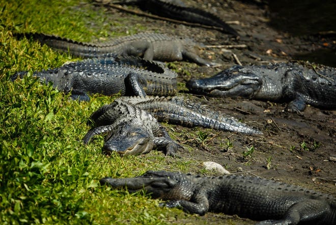A group of large alligators sun themselves on the shore of La Chua Trail in March 2017. Alligator attacks are on the rise, scientists say. 

[Gainesville Sun file]