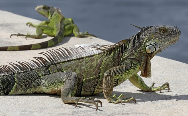 In this June 24, 2018 photo, iguanas gather on a seawall in the Three Islands neighborhood of Hallandale Beach. [MIKE STOCKER/AP]